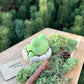 Klicker Fidget Toy - Frownies Frosch im Kissen